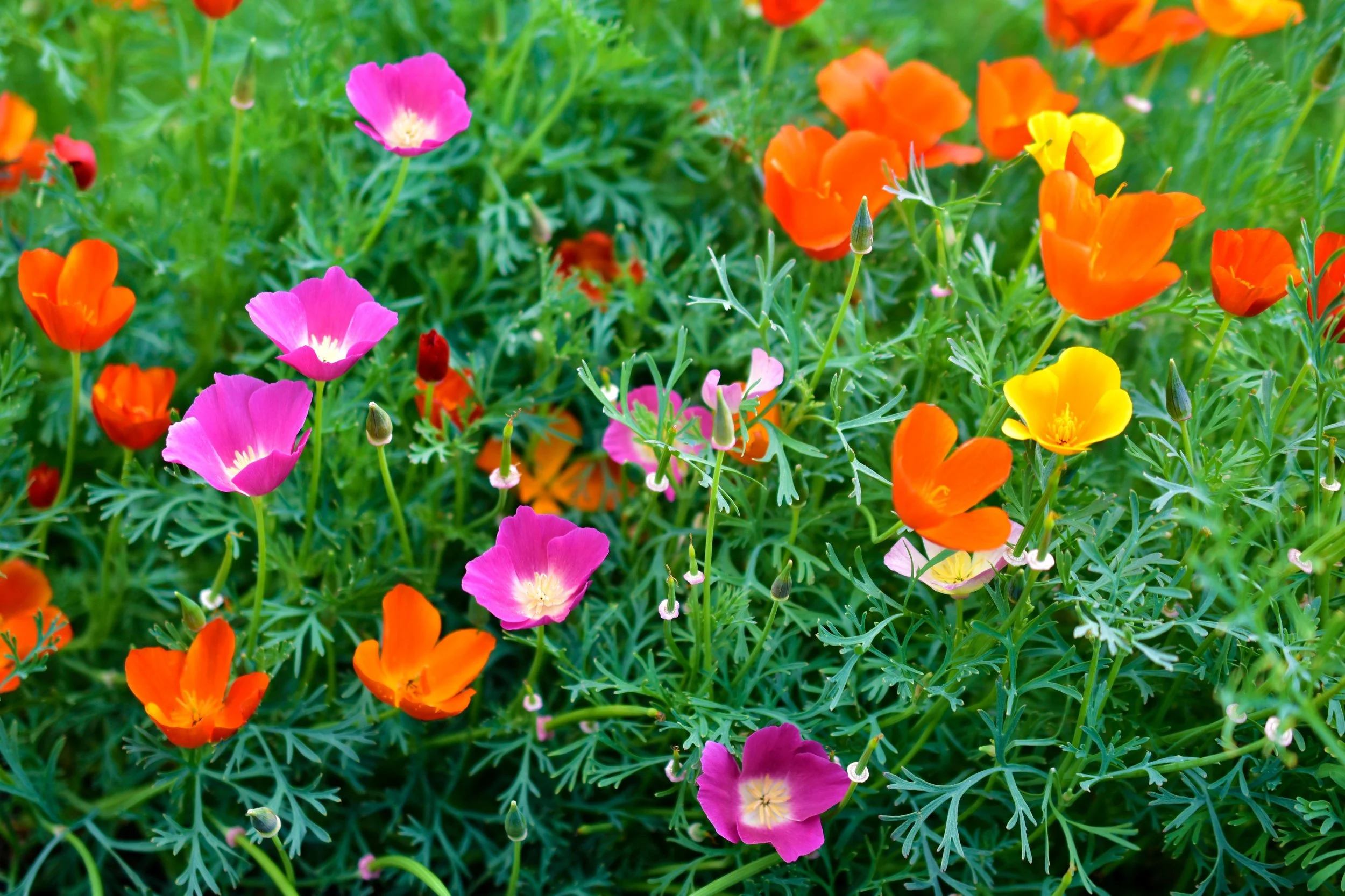 poppy — decker rd. seeds | Start Your Garden Today – Shop Quality